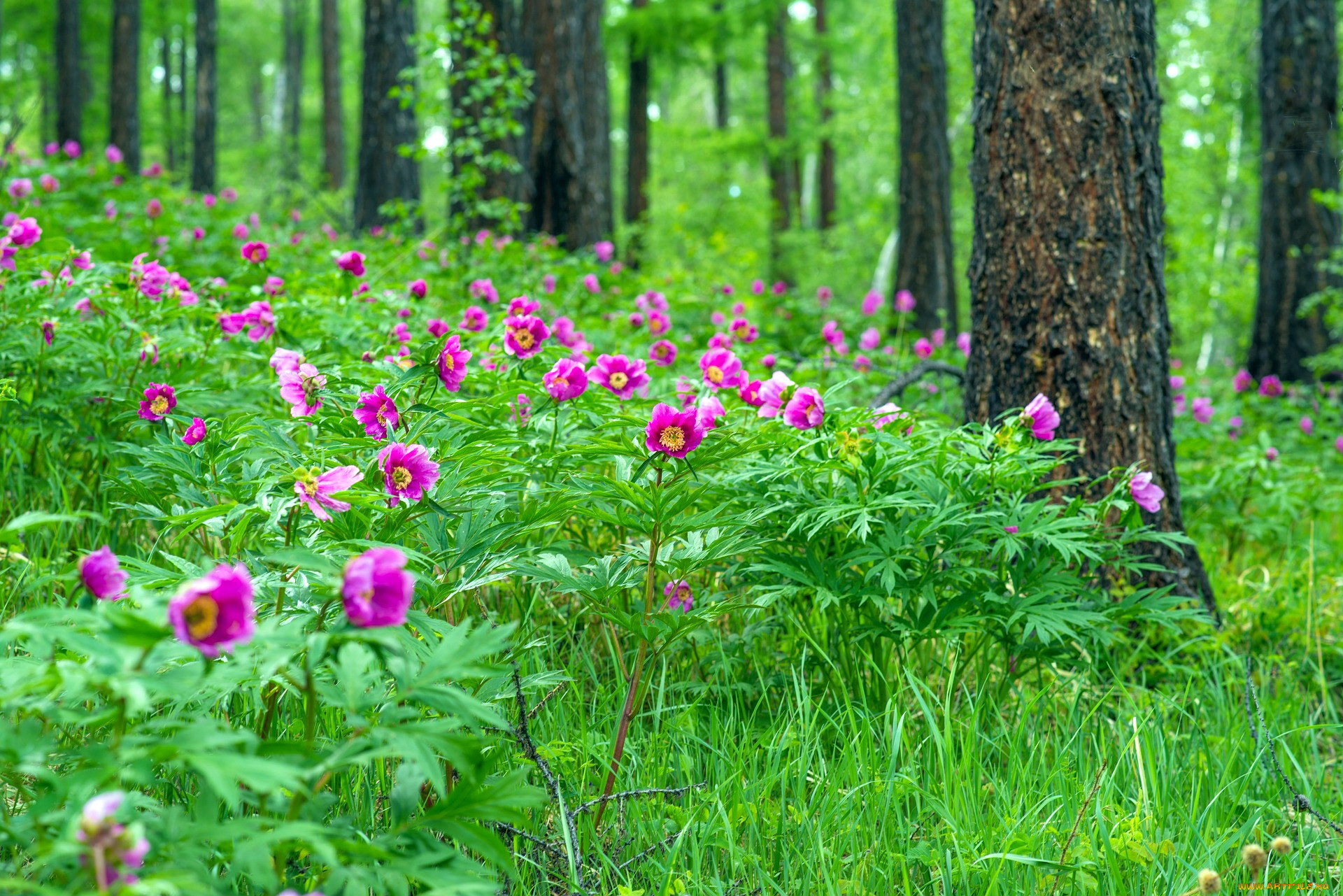Цветы лесов подмосковья с названиями и фото